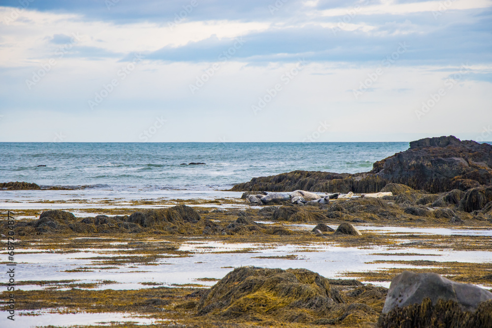 Beautiful Swan Birds and Seal seen in the distant  in the Atlantic Ocean of Iceland