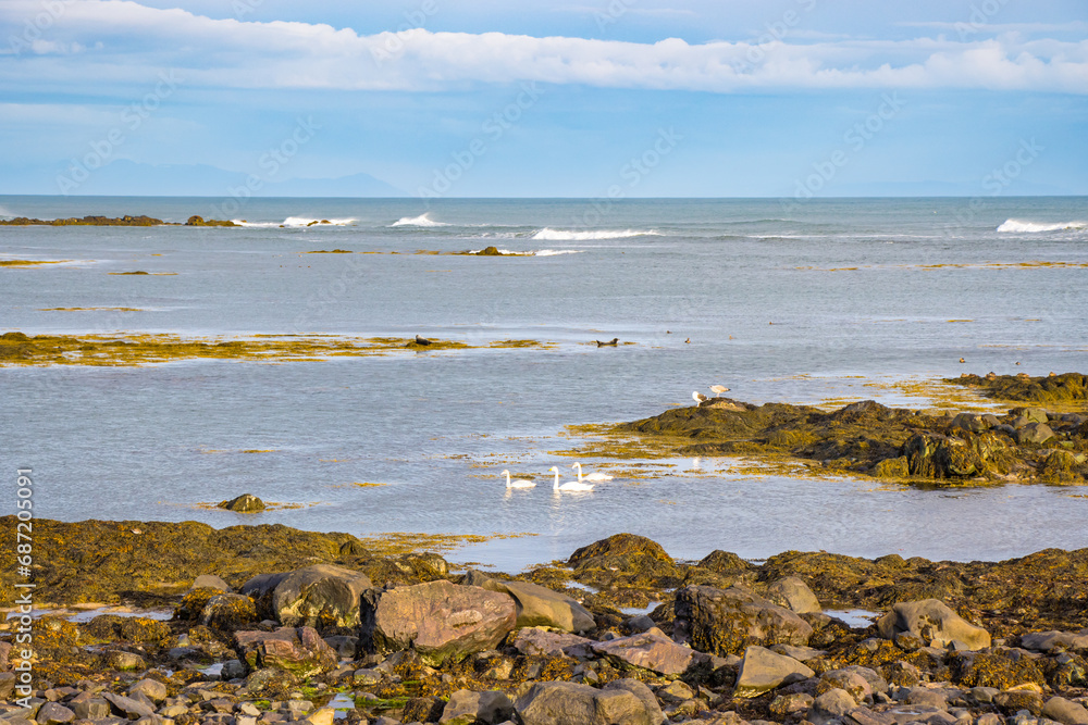 Beautiful Swan Birds and Seal seen in the distant  in the Atlantic Ocean of Iceland