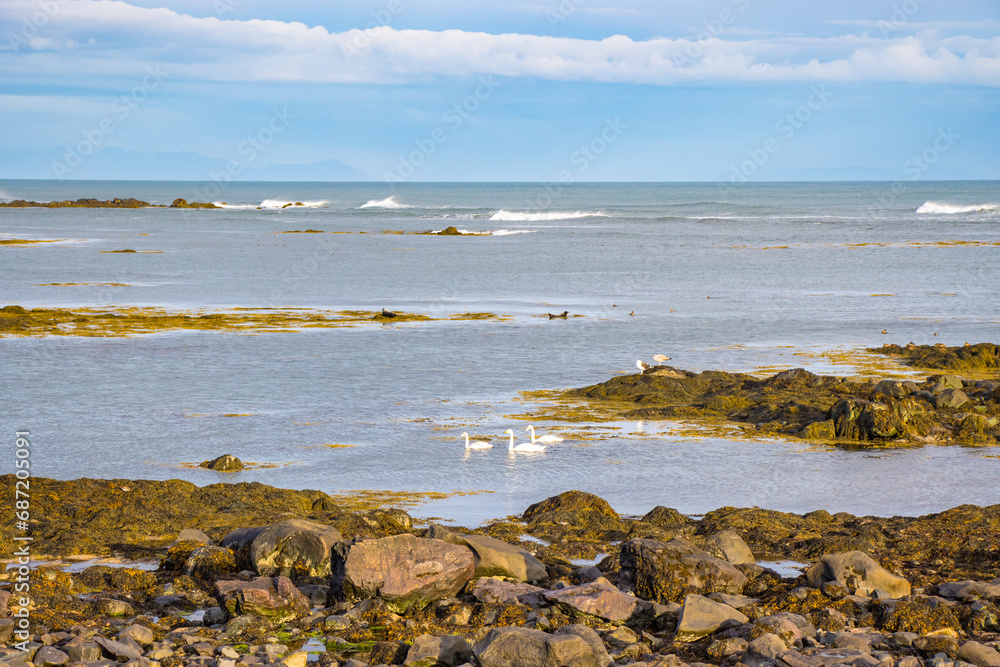 Beautiful Swan Birds and Seal seen in the distant in the Atlantic Ocean of Iceland Beautiful Swan Birds and Seal seen in the distant in the Atlantic Ocean of Iceland