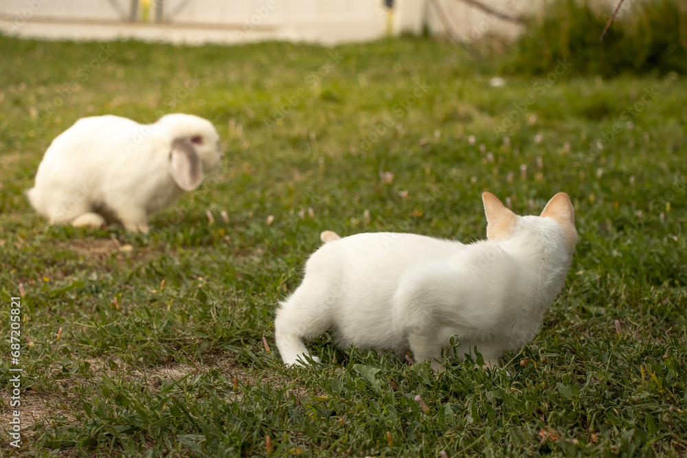 Fototapeta premium White Red Siamese Cat and White Black Siamese Holland Lop Rabbit Playing Outside Friends Yard
