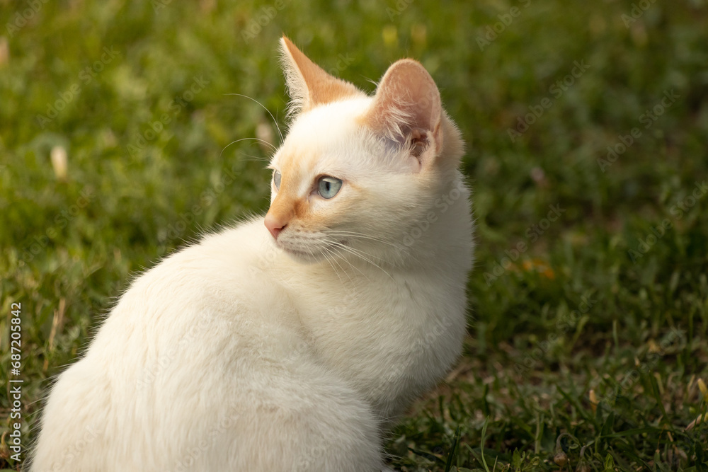 White and Orange Siamese Flame point Teenage Close Up White and Orange Siamese Flame point Teenage Close Up