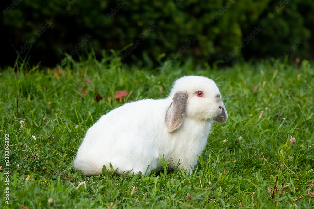 Red Eyed Rabbit Red Eyed Rabbit