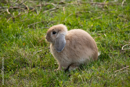 Little Brown Holland Lop Rabbit