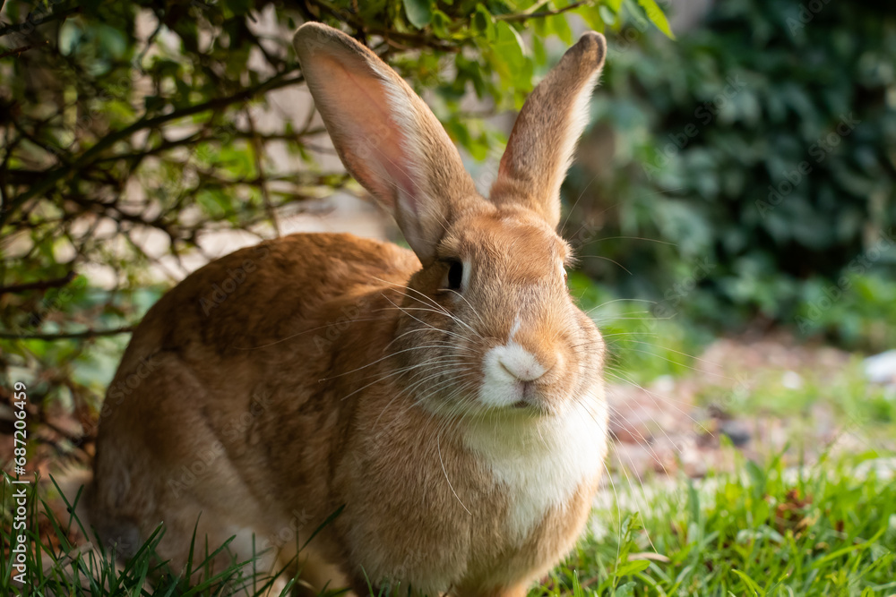Golden Rabbit Large Outside Flemish Giant Brown White Licking Tongue Out Big Ears Golden Rabbit Large Outside Flemish Giant Brown White Licking Tongue Out Big Ears