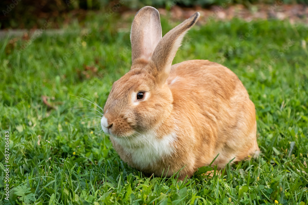 Golden Rabbit Large Outside Flemish Giant Brown White Licking Tongue Out Big Ears Golden Rabbit Large Outside Flemish Giant Brown White Licking Tongue Out Big Ears
