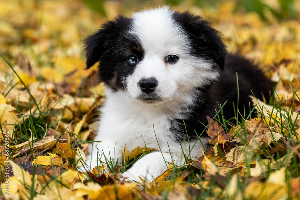 Adorable Little Fluffy Aussie Puppy Adorable Little Fluffy Aussie Puppy