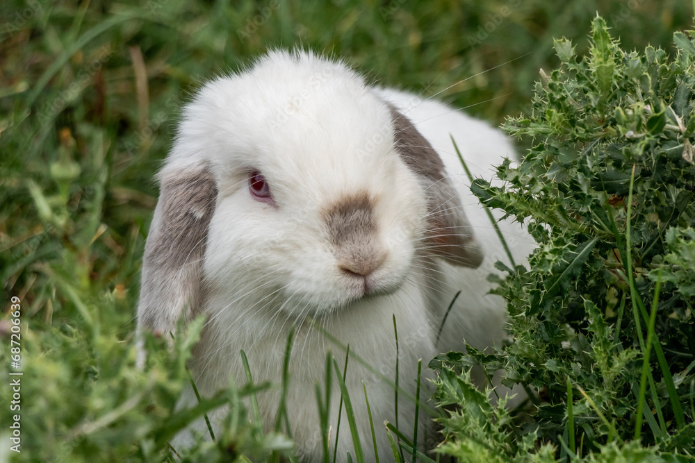 A Curious White and Dark Grey Rabbit with Red Eyes Looking at Plants and Weeds Close Up Holland Lop A Curious White and Dark Grey Rabbit with Red Eyes Looking at Plants and Weeds Close Up Holland Lop