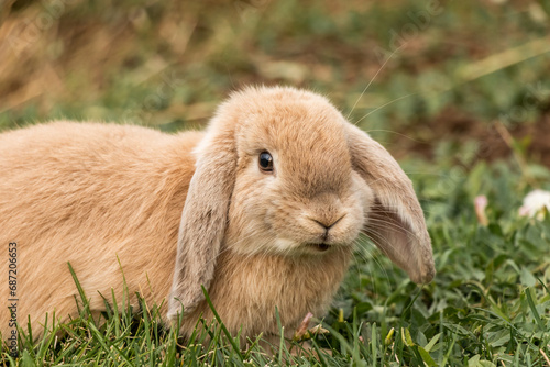 Funny Expression of Holland Lop Rabbit