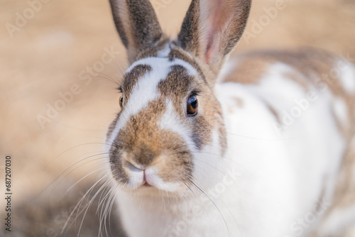 Close Up White and Brown Rex Rabbit photo