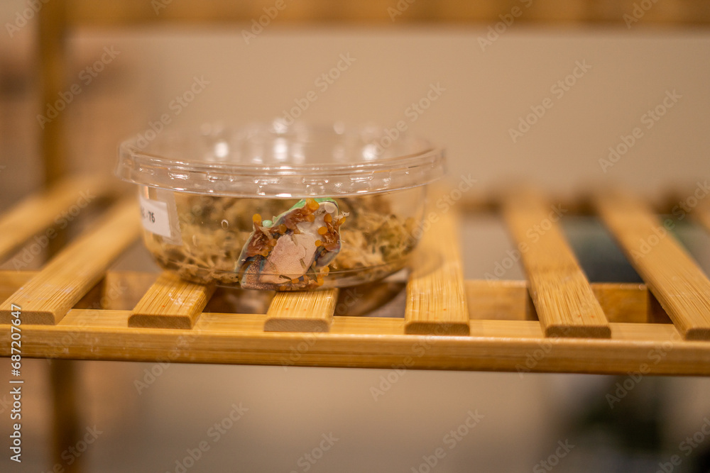 Green Frog in Small Clear Container Green Frog in Small Clear Container