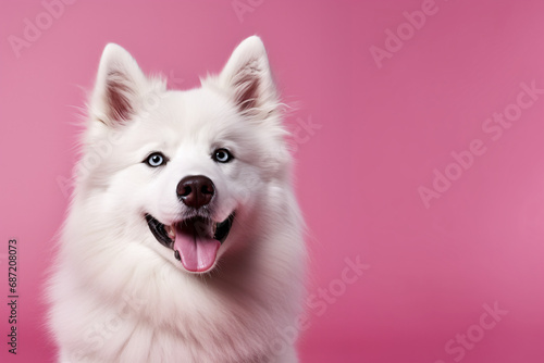 Samoyed husky on a pink background. dog, pet, animal. portrait close-up. © MaskaRad