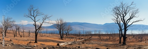 Burnt forest, dead trees. Wildfire disaster © Rawf8