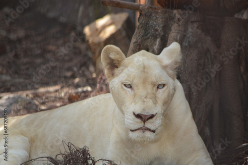  White lion.