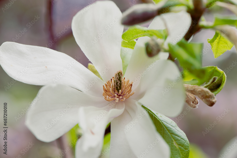 Last bloom of magnolia in the season. Beautiful Magnolia Flower is fading. Close up of a pistil of magnolia flower in the end of flowering season. Romantic creative toned floral background. Last bloom of magnolia in the season. Beautiful Magnolia Flower is fading. Close up of a pistil of magnolia flower in the end of flowering season. Romantic creative toned floral background.