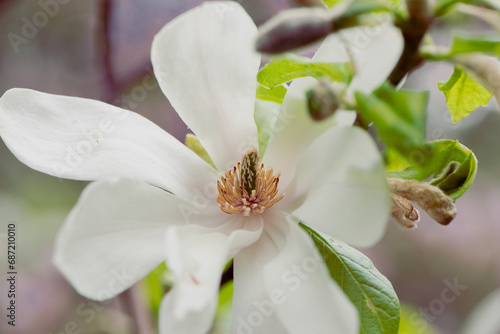 Last bloom of magnolia in the season. Beautiful Magnolia Flower is fading. Close up of a pistil of magnolia flower in the end of flowering season. Romantic creative toned floral background.