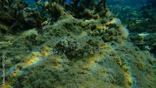 Common cuttlefish or European common cuttlefish (Sepia officinalis) undersea, Aegean Sea, Greece, Halkidiki