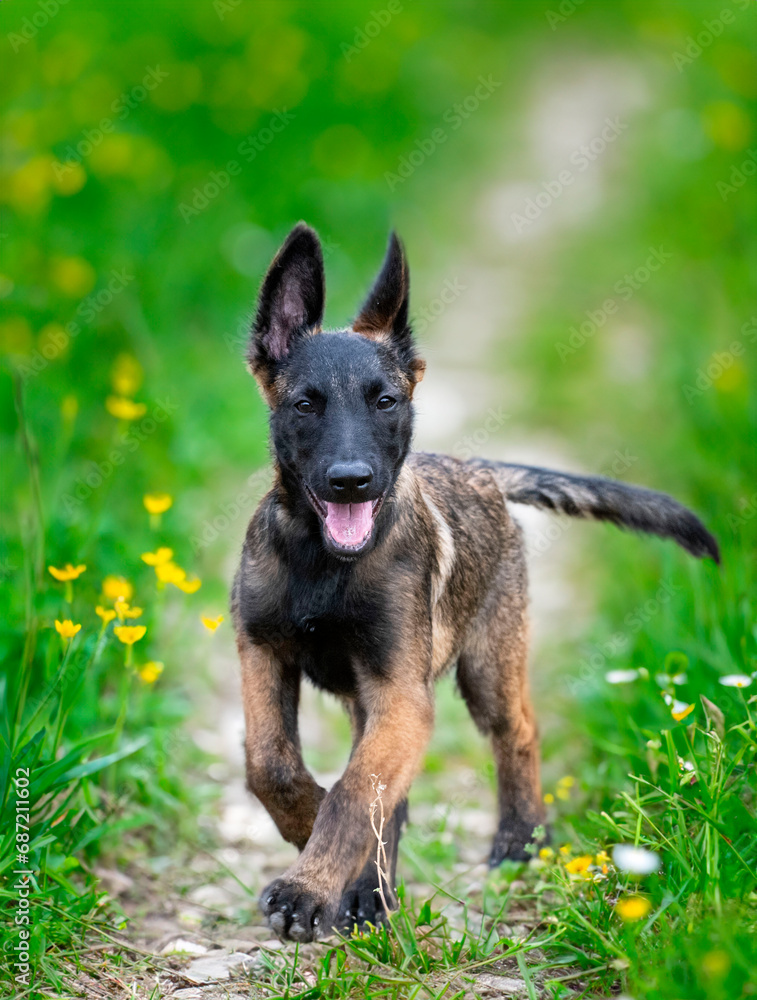 puppy belgian shepherd in nature puppy belgian shepherd in nature