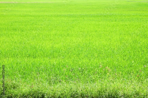  Greenfield background, paddy field