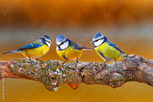 Cute birds. Colorful nature background. Eurasian Blue Tit. Cyanistes caeruleus.  photo