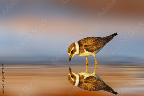 Cute little shorebird. Colorful nature background. Common Ringed Plover. Charadrius hiaticula. photo