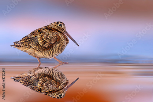 A sandpiper photographed at the water's edge. Colorful nature background. Eurasian Woodcock. Scolopax rusticola. photo