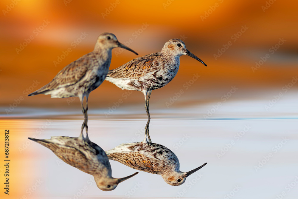 Water birds photographed in its habitat. Colorful nature background. Curlew Sandpiper. Calidris ferruginea. Water birds photographed in its habitat. Colorful nature background. Curlew Sandpiper. Calidris ferruginea.