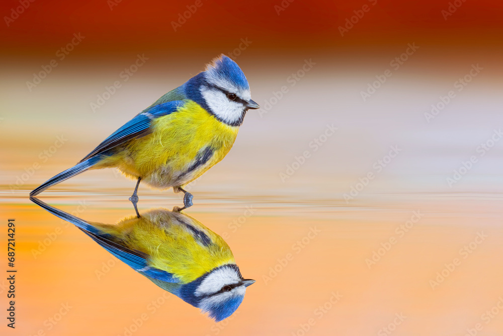 A cute bird on still water. Blue tit. Colorful nature background. A cute bird on still water. Blue tit. Colorful nature background.