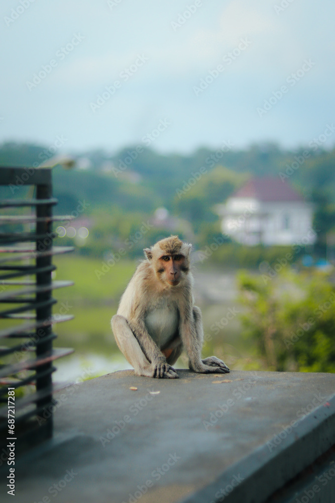 Sitting monkey in the national park
