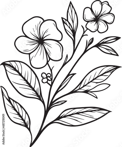 Vector sketch of flowers. periwinkle line drawings, hand-painted madagascar periwinkle wall art, botanical vinca wall art, simple periwinkle drawing, noyontara stock outline drawing, periwinkle flower photo