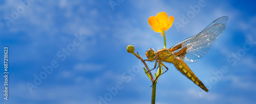 Libellula depressa (female) - dragonfly (Broad-bodied chaser) sitting on a flower