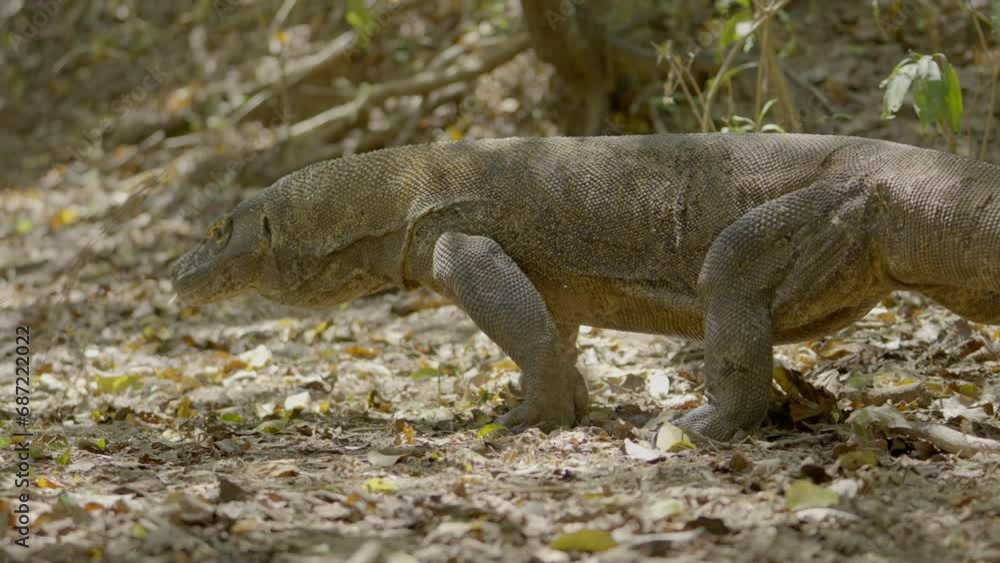 Komodo Dragon Sticking Out Tongue And Walking On Dry Leaves At Island Komodo Dragon Sticking Out Tongue And Walking On Dry Leaves At Island