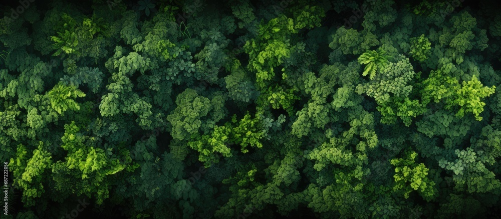 aerial top view Rainforest trees, nature background - obrazy, fototapety, plakaty 