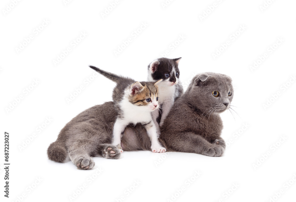 Obraz premium Gray cat with kittens.