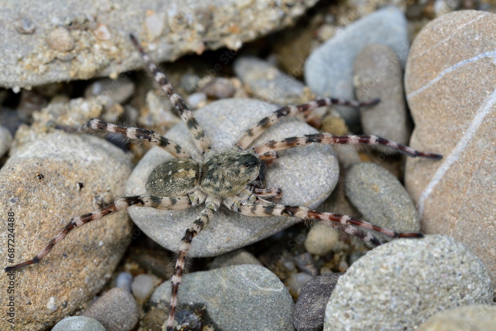 Spider lycosa hunting on the stone near the river