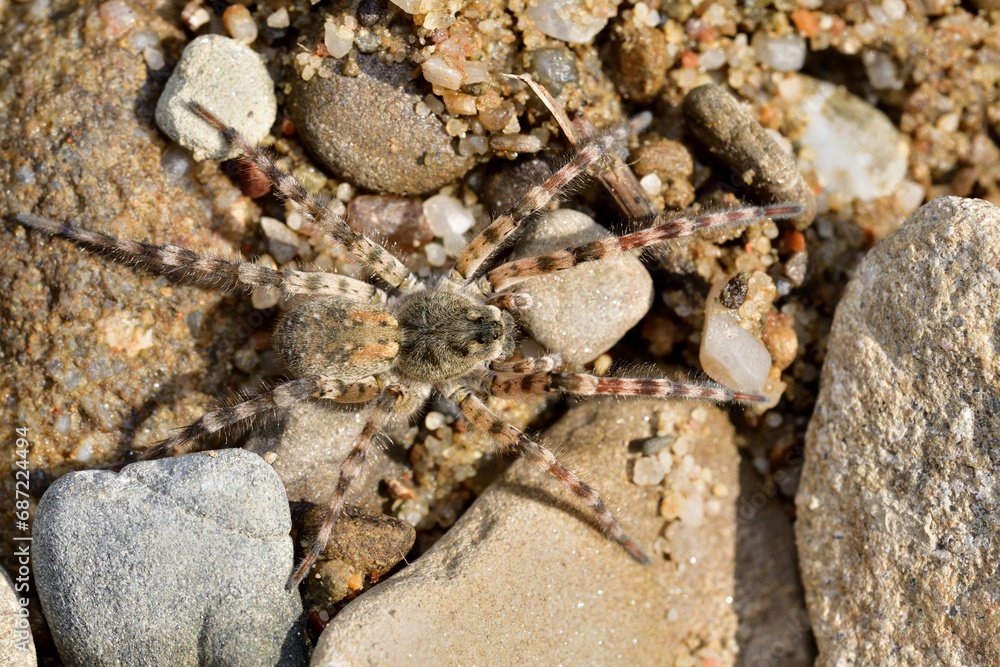 Macro photo of spider lycosa on the river stone