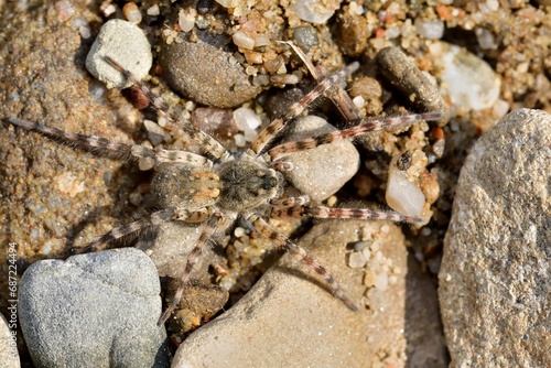 Obraz na płótnie Macro photo of spider lycosa on the river stone w salonie