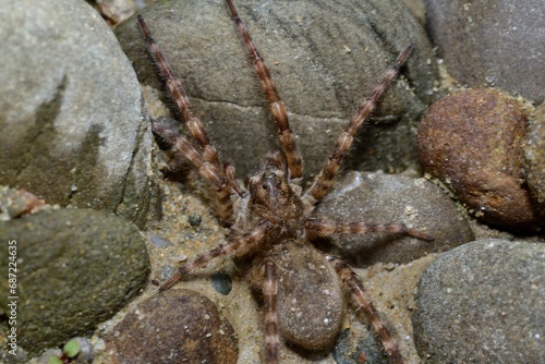 Obraz na płótnie Macro photo of spider lycosa on the river stone w salonie