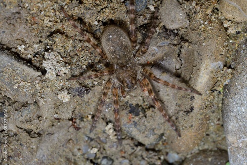 Macro photo of spider lycosa on the river stone 