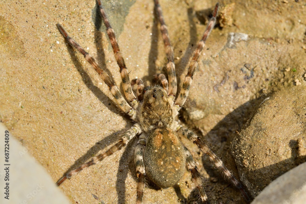 Spider lycosa hunting on the stone near the river