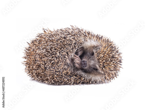 A wild hedgehog is sleeping on a white background
