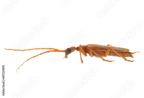 False blister beetle isolated on white background, Nacerdes carniolica photo