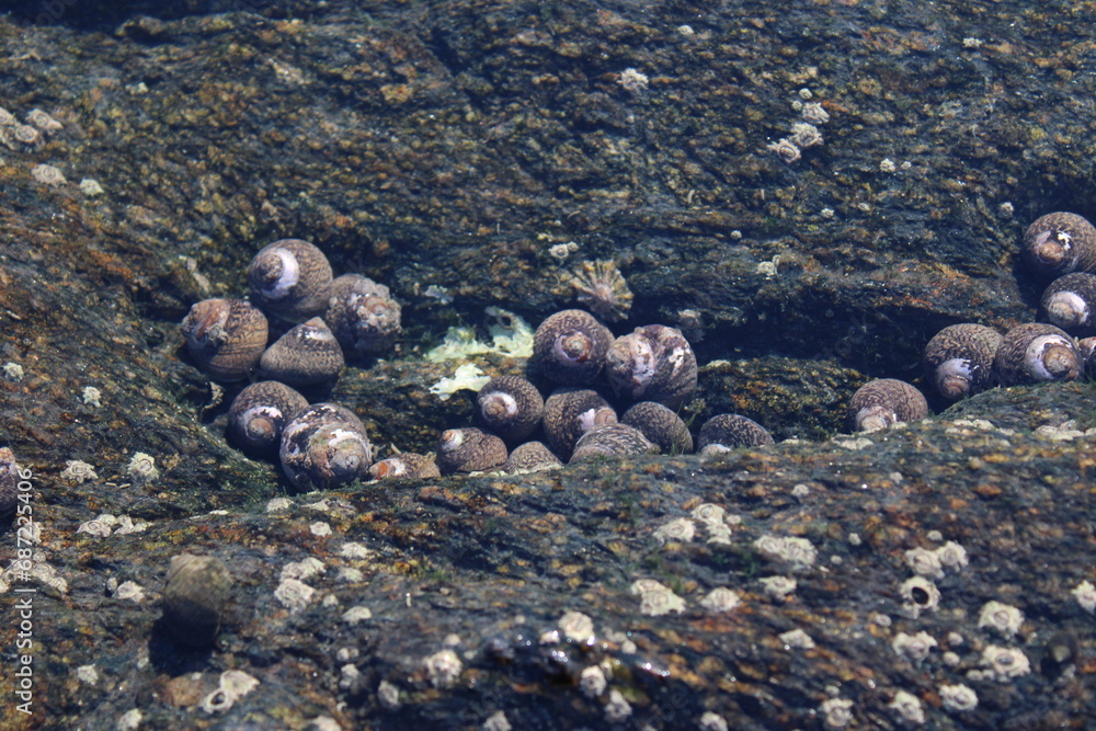 Obraz premium Fouesnant, Bretagne, France; December 2nd 2023: Sea snail caracola on the rocks into the ocean shore water.
