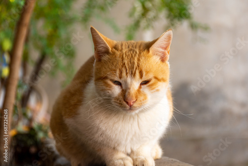 Close-up portrait of a cute cat. © Hamdi Bendali