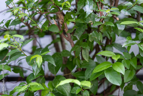 Green leaf texture for natural background © moomusician