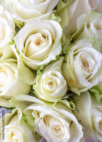 White roses on white rose background texture