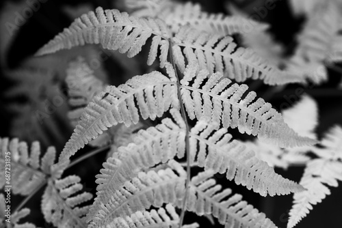 Plantas y Flores