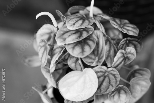 Plantas y Flores