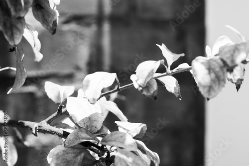 Plantas y Flores