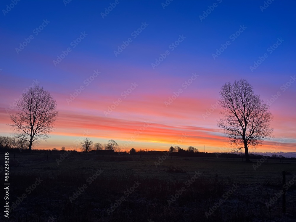 silhouette of a tree in the sunset silhouette of a tree in the sunset