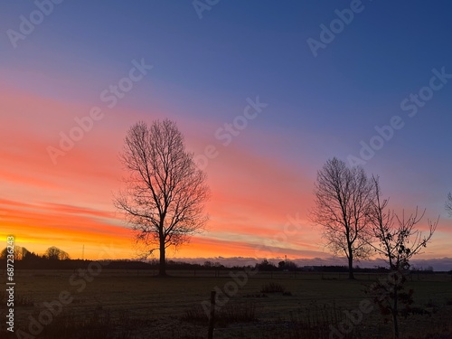 silhouette of a tree in the sunset